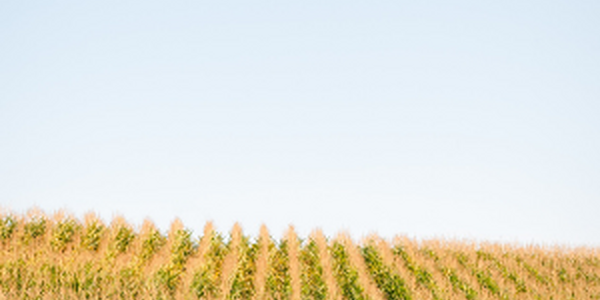 Corn Field and Blue Sky